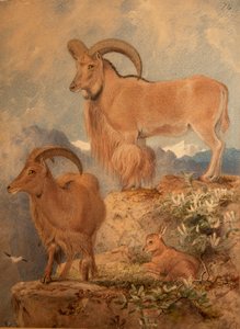 Mouflon à manchettes